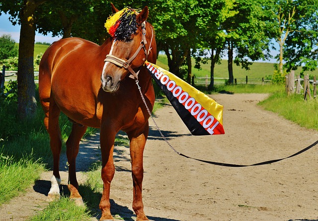 作为香港的 作为香港的